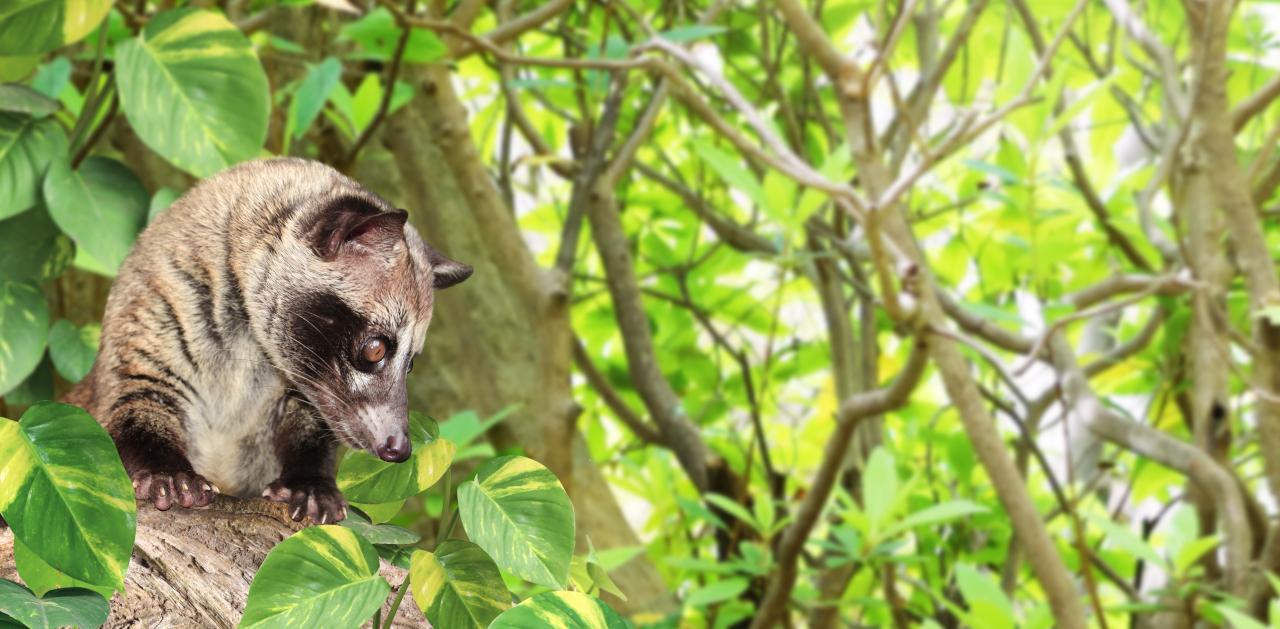 Kopi Luwak Kopi Termahal Di Dunia Dan Laris Di Pasar Internasional