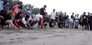 Pelepasan Tukik di Pantai Serang